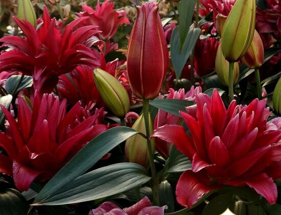 Red Rider (Austrumu lilija) piemērota podiem!